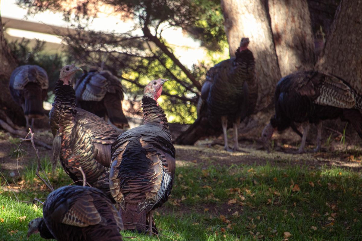 Campus turkeys materialize at the least expected places and times.