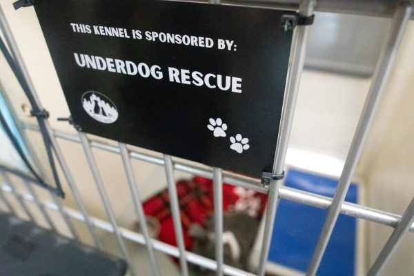 A sponsorship plaque hangs from a kennel door at Minneapolis Animal Care and Control on June 17