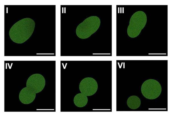 Pictured: Fluorescent microscopy of SpudCell - a synthetic cell assembled entirely from
non-living chemical components - undergoing division. | Photo courtesy of Kate Adamala, Adamala Lab